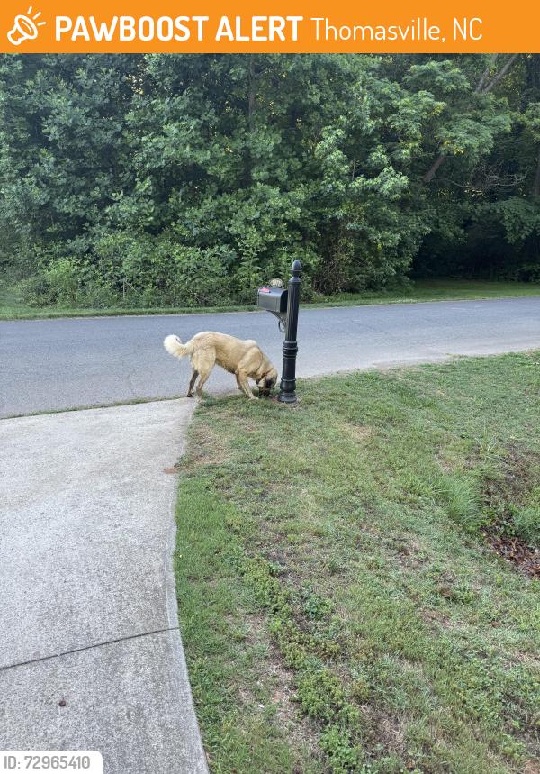 Found/Stray Unknown Dog last seen Fuller mill and post rd, Thomasville, NC 27360