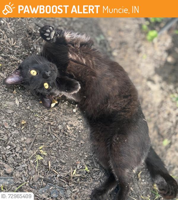 Found/Stray Male Cat last seen S Mock Ave , Muncie, IN 47302