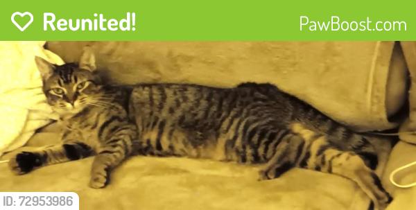 Reunited Female Cat last seen Cherrywood Village, Kingsley, Kingsley, MI 49649