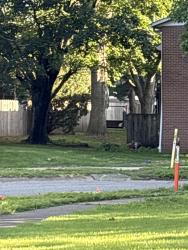 Found/Stray Unknown Dog last seen Heritage drive, Terre Haute, IN 47803