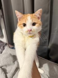 Lost Female Cat last seen Between Ave L and Ave M, Brooklyn, NY 11234