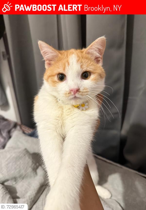 Lost Female Cat last seen Between Ave L and Ave M, Brooklyn, NY 11234