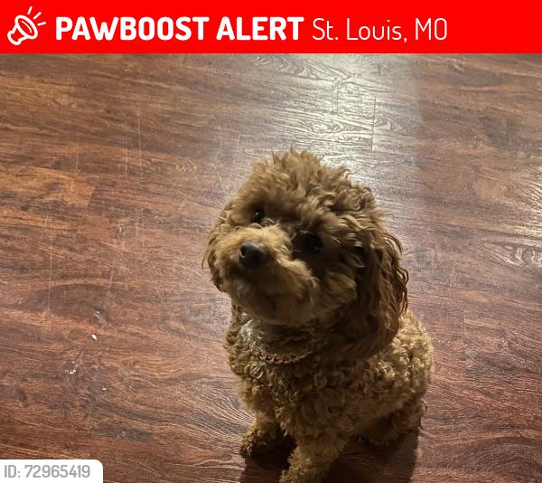 Lost Female Dog last seen Cates and Hamilton Ave - near Delmar, St. Louis, MO 63113
