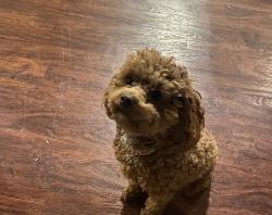 Lost Female Dog last seen Cates and Hamilton Ave - near Delmar, St. Louis, MO 63113