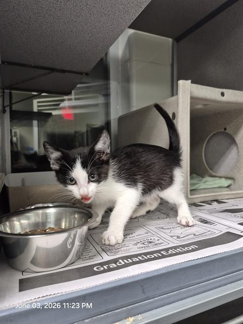 Shelter Stray Male Cat last seen Near BLOCK TOEPPERWEIN RD, San Antonio, TX 78227