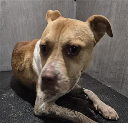 Shelter Stray Male Dog last seen Near BLOCK S HACKBERRY ST, San Antonio, TX 78227