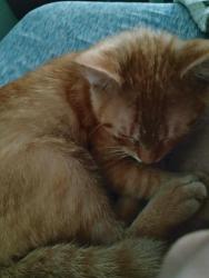 Lost Male Cat last seen Rosemary rd, Middleburg, FL 32068