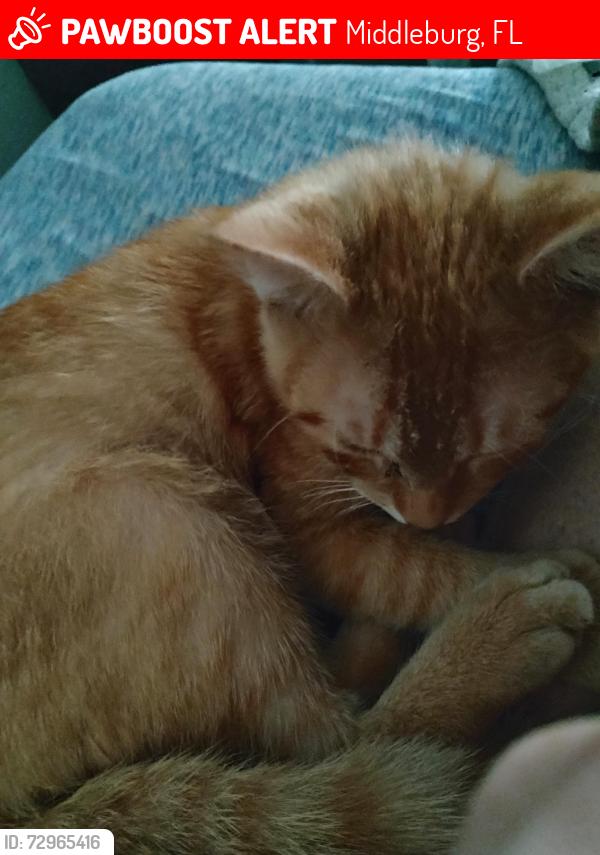 Lost Male Cat last seen Rosemary rd, Middleburg, FL 32068