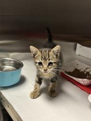 Shelter Stray Female Cat last seen LAS, Doral, FL 33122