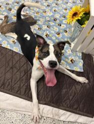 Shelter Stray Male Dog last seen Near BLOCK MARX ST DETROIT MI 48203, Detroit, MI 48211