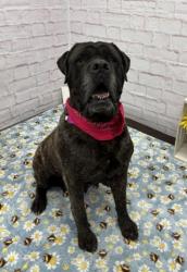 Shelter Stray Female Dog last seen Near BLOCK S BEATRICE ST, DETROIT MI 48217, Detroit, MI 48211