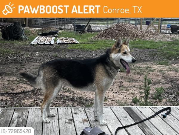 Found/Stray Female Dog last seen FM 3083 and FM 1314, Conroe, TX 77301