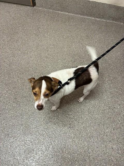 Shelter Stray Female Dog last seen Near BLOCK MERIONETH DR, Watterson Park, KY 40218