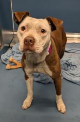 Shelter Stray Female Dog last seen Near BLOCK APPLETON ST, DETROIT, MI 48223, Detroit, MI 48211