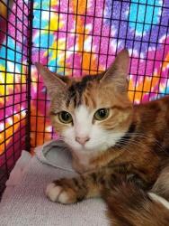 Shelter Stray Female Cat last seen , Tucson, AZ 85745