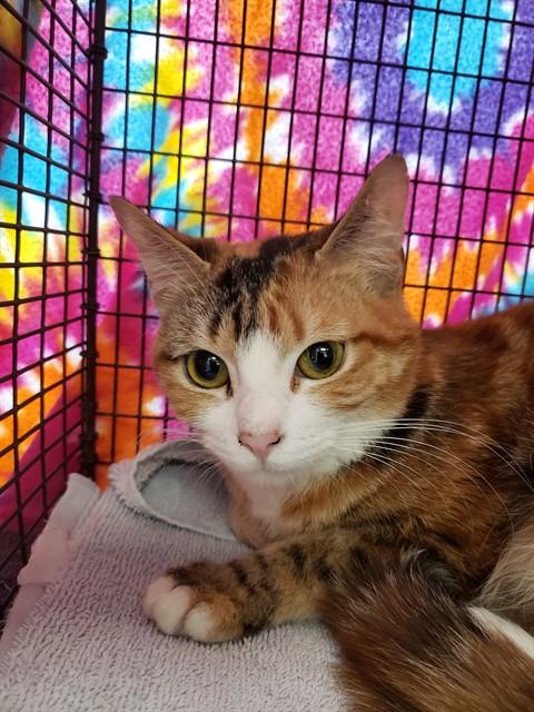 Shelter Stray Female Cat last seen , Tucson, AZ 85745
