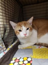 Shelter Stray Male Cat last seen , Tucson, AZ 85745
