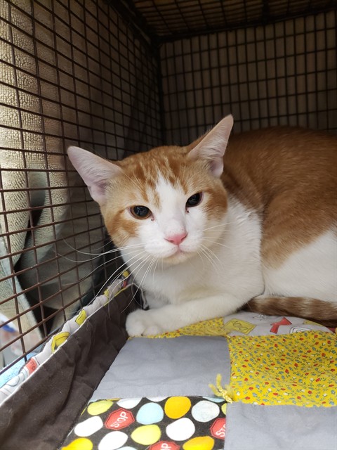 Shelter Stray Male Cat last seen , Tucson, AZ 85745