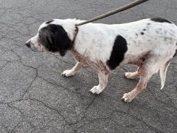 Shelter Stray Male Dog last seen Near BLOCK W PAULETTE AVE, WEST VALLEY CITY UT 84120, Salt Lake City, UT 84120