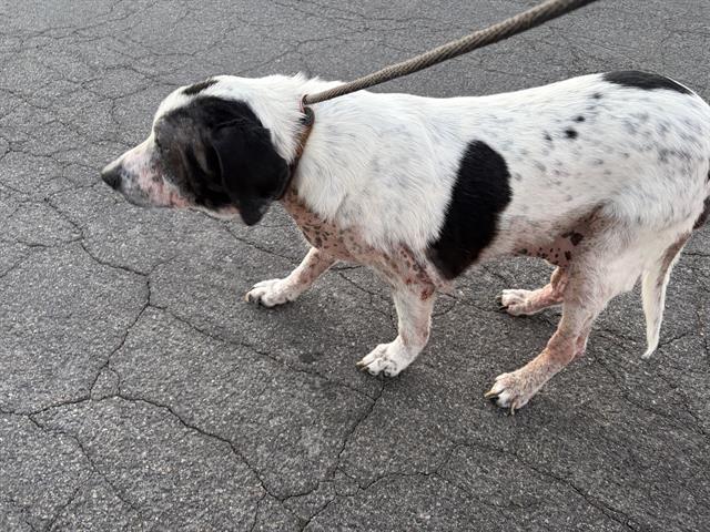 Shelter Stray Male Dog last seen Near BLOCK W PAULETTE AVE, WEST VALLEY CITY UT 84120, Salt Lake City, UT 84120