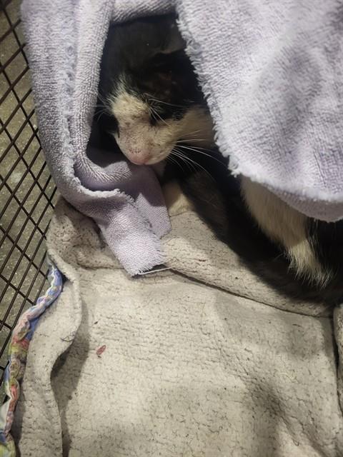 Shelter Stray Male Cat last seen , Tucson, AZ 85745