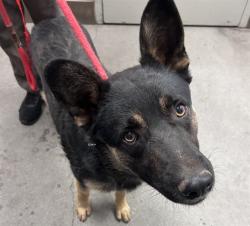 Shelter Stray Male Dog last seen , Tucson, AZ 85745