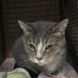 Shelter Stray Female Cat last seen , Tucson, AZ 85745