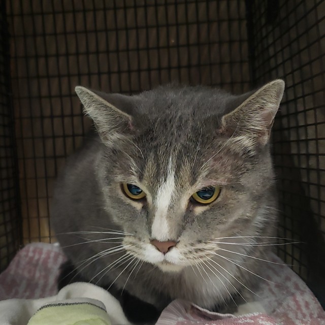 Shelter Stray Female Cat last seen , Tucson, AZ 85745