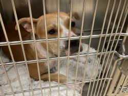 Shelter Stray Female Dog last seen TORII, Olivette, MO 63132