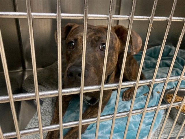 Shelter Stray Male Dog last seen S FLORISSANT, Olivette, MO 63132