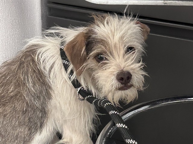 Shelter Stray Male Dog last seen , Tucson, AZ 85745