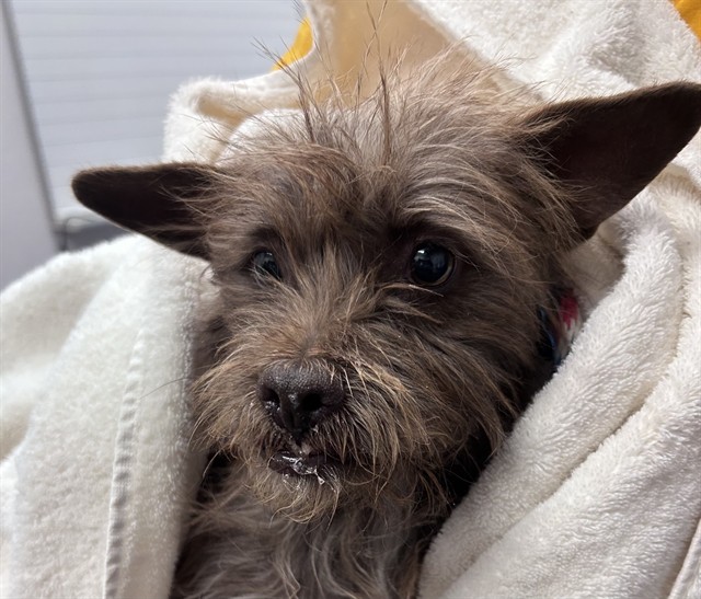 Shelter Stray Male Dog last seen , Tucson, AZ 85745