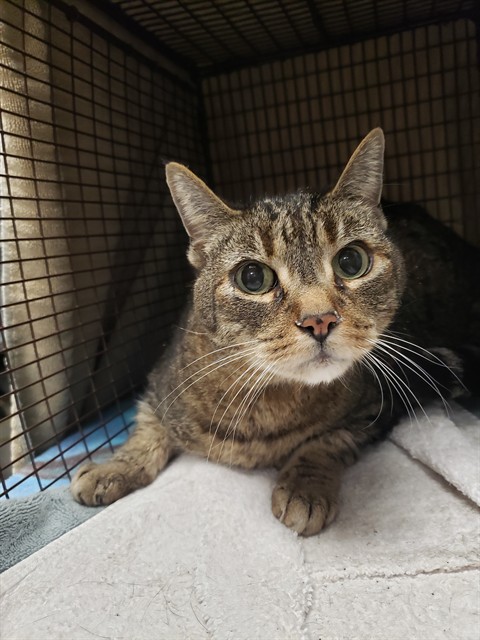 Shelter Stray Male Cat last seen , Tucson, AZ 85745