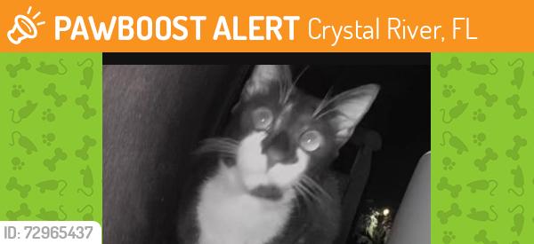 Found/Stray Unknown Cat last seen Meadowcrest Blvd., Crystal River, FL 34428