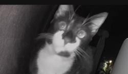 Found/Stray Unknown Cat last seen Meadowcrest Blvd., Crystal River, FL 34428