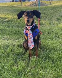 Lost Male Dog last seen Cannel rd, Clinton Township, MI 48038