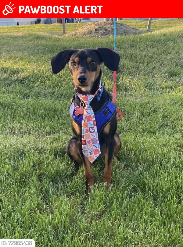 Lost Male Dog last seen Cannel rd, Clinton Township, MI 48038
