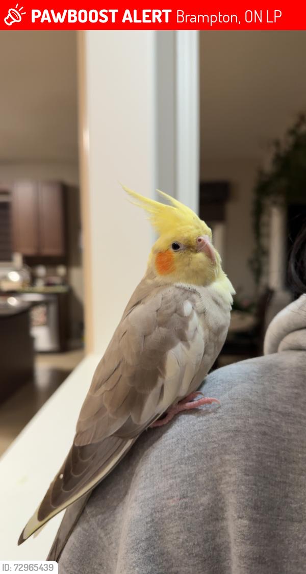 Lost Male Other last seen Castlebrooke Secondary School, Brampton, ON L6P