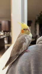 Lost Male Other last seen Castlebrooke Secondary School, Brampton, ON L6P