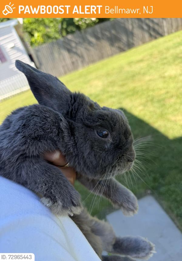 Found/Stray Unknown Rabbit last seen Near Wawa at husbands job site , Bellmawr, NJ 08031