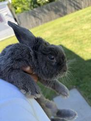 Found/Stray Unknown Rabbit last seen Near Wawa at husbands job site , Bellmawr, NJ 08031