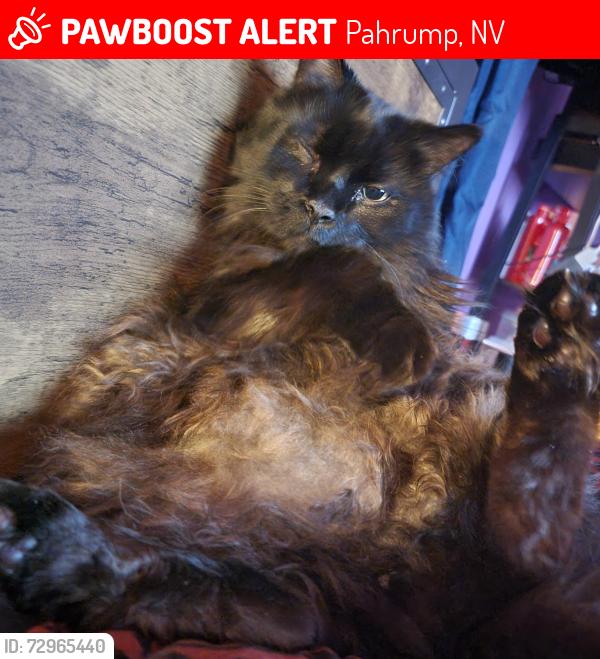 Lost Male Cat last seen Near Surrey lane pahrump nv 89048, Pahrump, NV 89048
