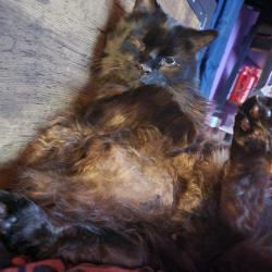 Lost Male Cat last seen Near Surrey lane pahrump nv 89048, Pahrump, NV 89048