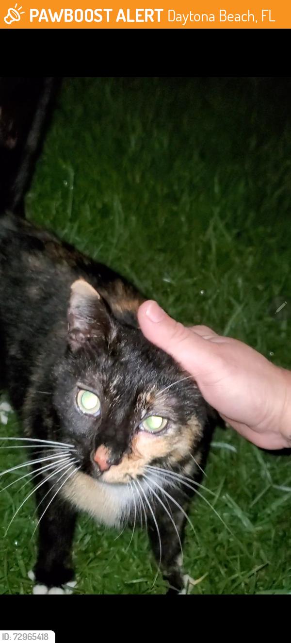 Found/Stray Female Cat last seen Strickland range, Daytona Beach, FL 32117