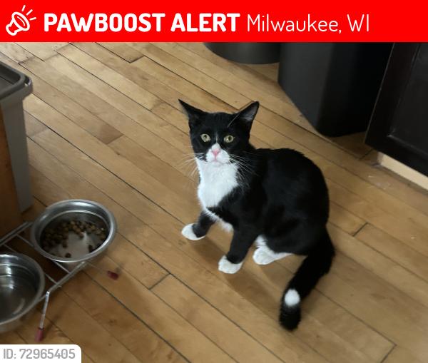 Lost Male Cat last seen 56th and Washington blvd, Milwaukee, WI 53208