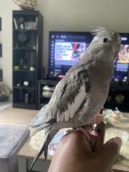 Lost Female Bird last seen Merito Drive, Concord, MO 63128