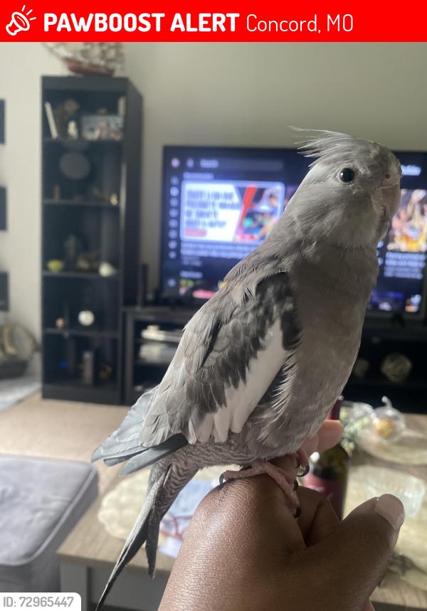 Lost Female Bird last seen Merito Drive, Concord, MO 63128