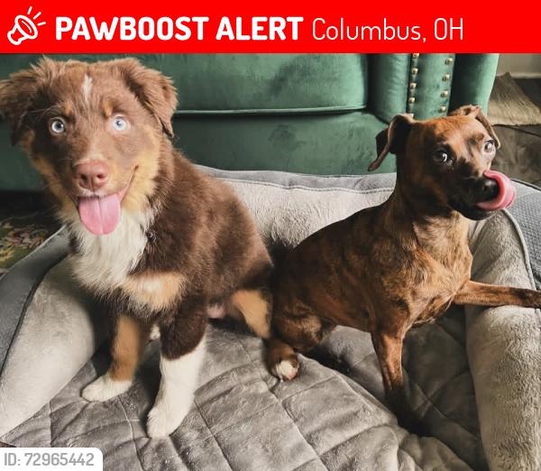 Lost Female Dog last seen Summit and High , Columbus, OH 43201