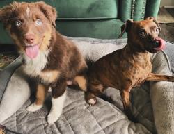 Lost Female Dog last seen Summit and High , Columbus, OH 43201