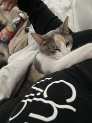 Lost Female Cat last seen Between 122nd and 124th off of East 38th street , Tulsa, OK 74146